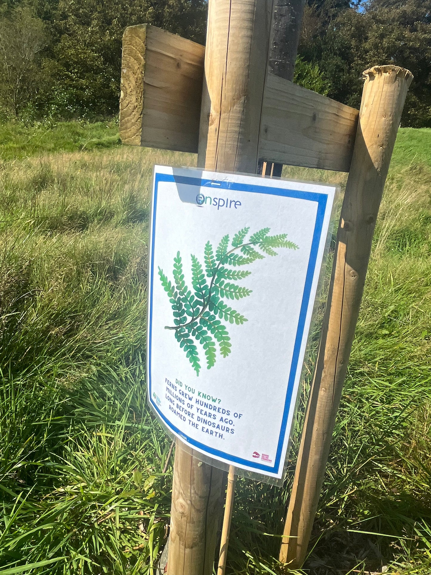 Dinosaur Treaure Hunt