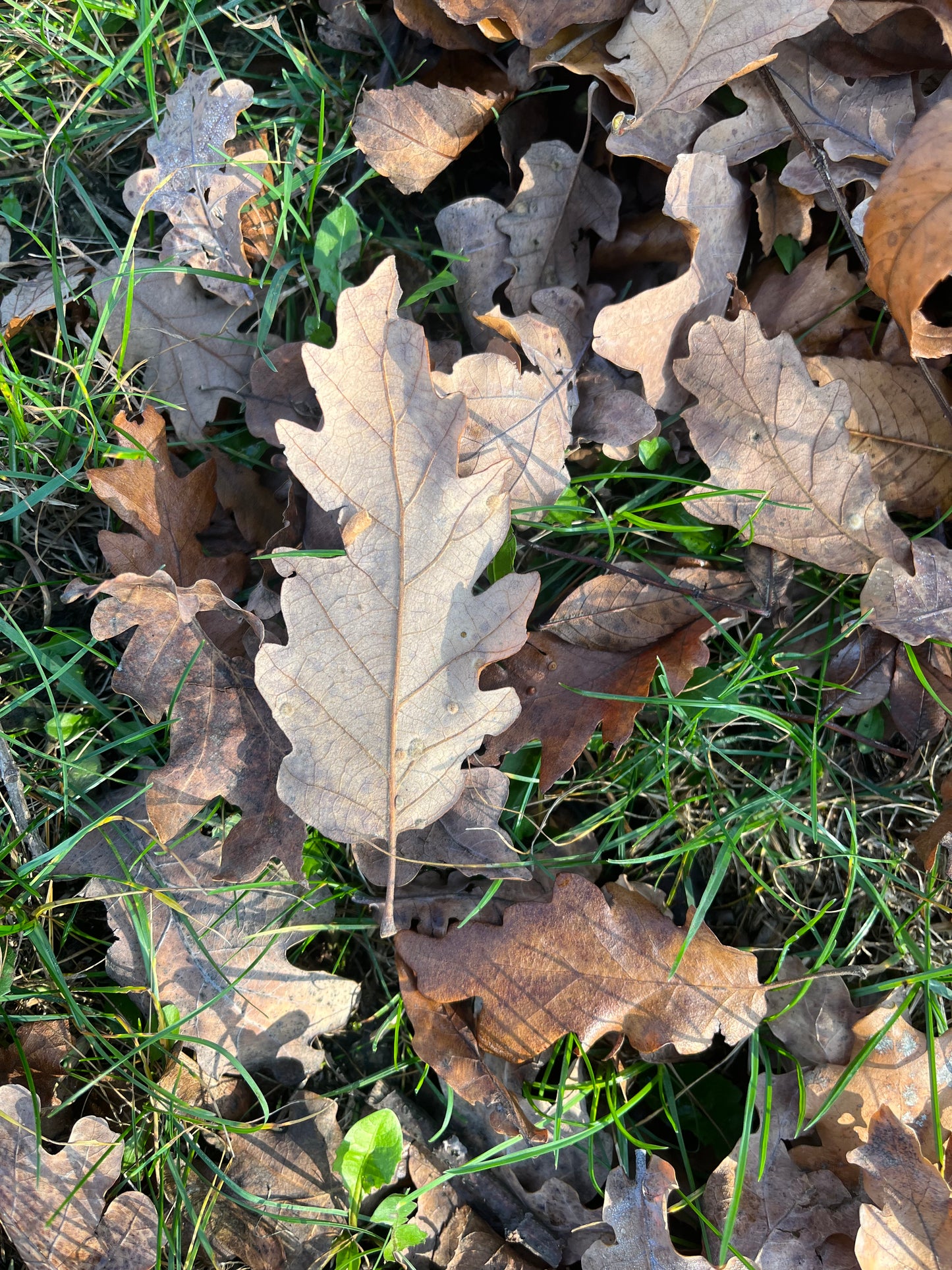 Autumn Adventure Challenges