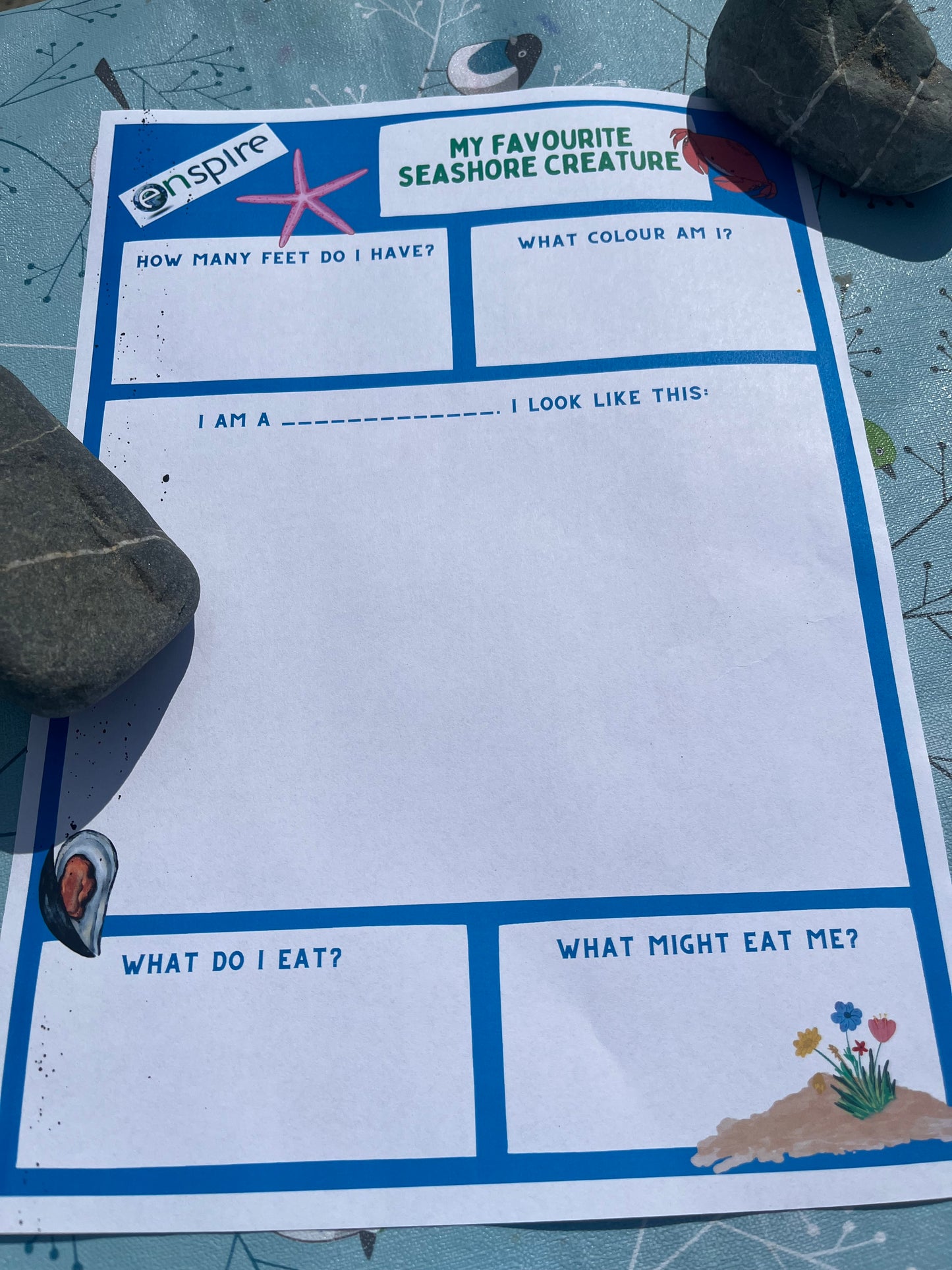 Rock Pools Explorer Pack