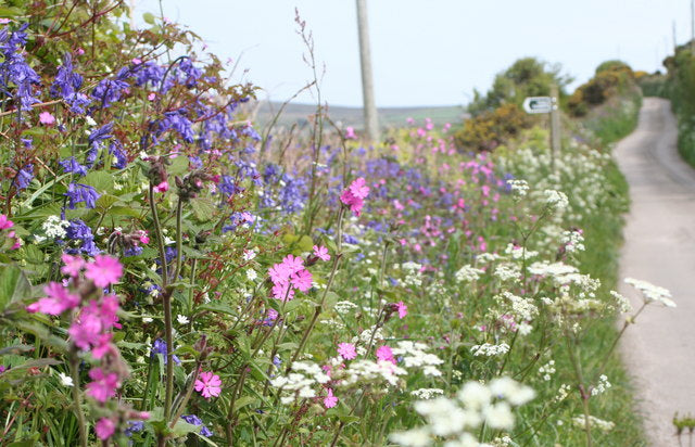 Wildflower Identification Pack