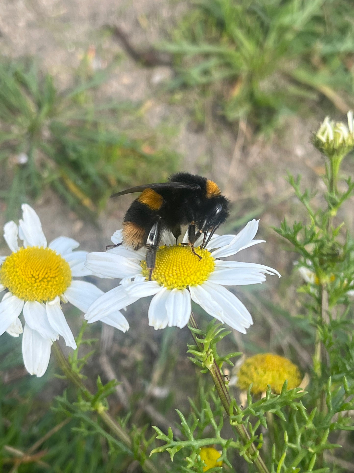 Buzzing Bees Explorer Pack