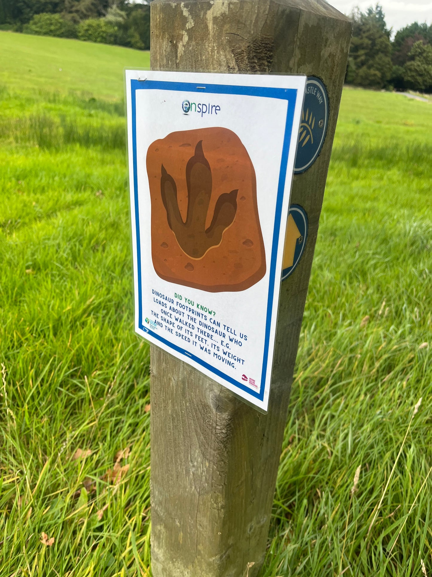 Dinosaur Treaure Hunt