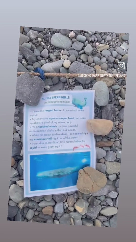 Marine Mammal ‘How Long Am I?’ – Rope Challenge